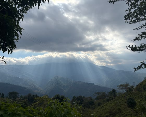 Feeling Gangtok & Darjeeling — Tea gardens on the ridges of the Darjeeling Himalaya in West Bengal