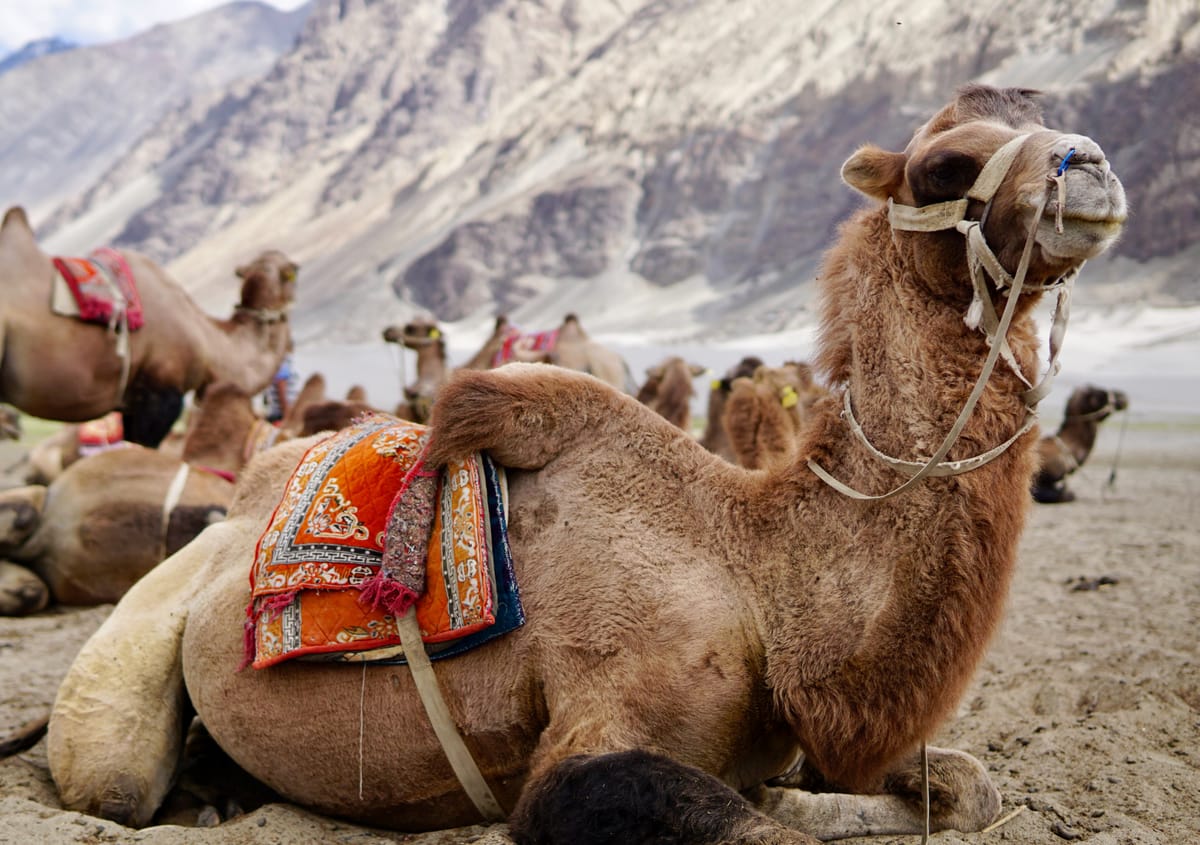 Ladakh Expedition — Bactrian camels on the Hunder sand dunes in the Nubra valley, Ladakh